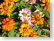 MBzinnias.jpg Flora - Flower Blossoms gardens green closeup close up macro zoom pink orange photography