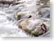 MCwater.jpg Landscapes - Water river creek stream water stones rocks