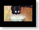 MD10kiki.jpg Animation Movies anime japanese animation felines cats animals kikis delivery service