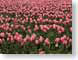 MFtulips.jpg Flora - Flower Blossoms pink photography fields crops