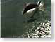MGdolphin.jpg Fauna mammals animals water sealife