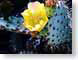 MHcactusFlower.jpg Flora - Flower Blossoms cactus Art - Illustration