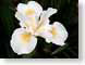 MHorchid.jpg white Flora - Flower Blossoms black closeup close up macro zoom photography