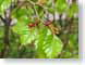 MJladybug.jpg Fauna Flora insects bugs leaves leafs green photography