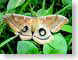 MJpolyphemusMoth.jpg Fauna insects bugs leaves leafs butterfly moths butterflies insects green