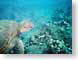 ML01greenTurtle.jpg Fauna turtles sealife animals hawai'i hawaiian islands Under Water photography