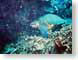 ML03greenTurtle.jpg turtles sealife animals hawai'i hawaiian islands Under Water photography