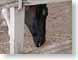 MLoatyGoodness.jpg Fauna face horses equine mammals animals photography