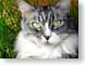 MVmaineCoon.jpg Fauna pets animals felines cats animals closeup close up macro zoom photography