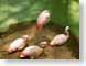 NCCflamingoes.jpg Fauna birds avian animals green pink photography