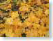 NT02autumn.jpg yellow fall colors Still Life Photos