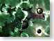 NVgreen.jpg Art key lime green keylime space
