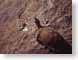 OFtortoise.jpg Fauna reptiles animals stones rocks brown photography