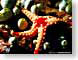 PA25underTheSea.jpg Landscapes - Water ocean water star fish starfish animals Under Water