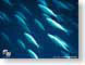 PA30underTheSea.jpg fish sealife animals ocean water blue aquarium Under Water
