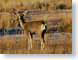 PIsdMuleDeer.jpg Fauna wildlife grass photography south dakota