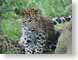 PJleopardCub.jpg Fauna felines cats animals grass photography