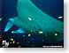 PP04underTheSea.jpg Fauna fish sealife animals ocean water sting rays manta rays dark scuba diving Under Water