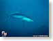 PP07underTheSea.jpg Fauna sharks sealife animals fish sealife animals blue blueberry blue scuba diving Under Water