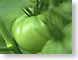 PTgreenTomatoes.jpg key lime green keylime vibrant Still Life Photos gardens vegetables tomatoes