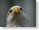 RBbaldEagle.jpg Fauna birds avian animals face patriotic patriotism photography