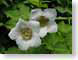 RBsalmonBerry.jpg white Flora - Flower Blossoms green closeup close up macro zoom photography