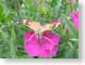 RBswallowtail.jpg Fauna Flora - Flower Blossoms butterfly moths butterflies insects grass pink photography