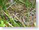 RBwesternRattler.jpg Fauna snakes animals grass closeup close up macro zoom photography