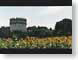 RJSappiaAntica.jpg Flora - Flower Blossoms castle fortress yellow Landscapes - Rural
