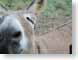 RJW01donkey.jpg Fauna face closeup close up macro zoom horses equine mammals animals photography