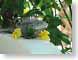 RJW02Hilltop.jpg Fauna Flora - Flower Blossoms yellow green photography iguana lizards reptiles animals