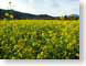 RJW02NapaValley.jpg Flora - Flower Blossoms yellow green photography napa valley california wine country