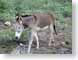 RJW02donkey.jpg Fauna horses equine mammals animals photography