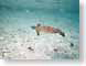 RJW02polynesia.jpg Fauna water turtles sealife animals Under Water snorkeling