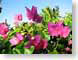 RJW06Fiji.jpg Flora - Flower Blossoms tropical tropics photography fijian