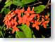 RJW07Fiji.jpg Flora - Flower Blossoms tropical tropics closeup close up macro zoom photography