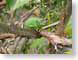 RJW07Maui.jpg Fauna reptiles animals leaves leafs green hawai'i hawaiian islands lizards reptiles animals islands
