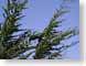 RJW07anoNuevo.jpg Flora Sky moon photography tree branches