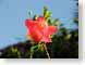 RJW08Fiji.jpg Flora - Flower Blossoms tropical tropics closeup close up macro zoom blue red photography fijian
