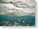 RJW11polynesia.jpg fish sealife animals ocean water tahiti french polynesia Under Water snorkeling