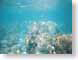 RJW15polynesia.jpg Fauna sharks sealife animals ocean water tahiti french polynesia Under Water snorkeling