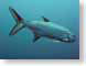 RJW21Bonaire.jpg fish sealife animals scuba diving Under Water photography bonaire netherlands antilles