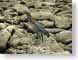 RJW25slagbaai.jpg Fauna birds avian animals coral stones rocks closeup close up macro zoom photography