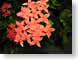 RJW35Hilltop.jpg Flora - Flower Blossoms photography bonaire netherlands antilles