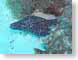 RJW38Bonaire.jpg Under Water photography bonaire netherlands antilles