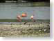 RJW40slagbaai.jpg Fauna birds avian animals photography washington-slagbaai national park bonaire flamingoes flamingos bonaire netherlands antilles