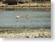 RJW41slagbaai.jpg Fauna lakes ponds water loch photography washington-slagbaai national park bonaire flamingoes flamingos bonaire netherlands antilles
