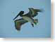 RJW42Belize.jpg Fauna Sky birds avian animals blue photography belize caribbean latin america