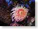 RJWanenome.jpg Fauna sealife monterrey bay monterey bay pink monterey bay aquarium Under Water