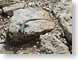 RJWblueWhiptail.jpg Fauna stones rocks lizards reptiles animals photography